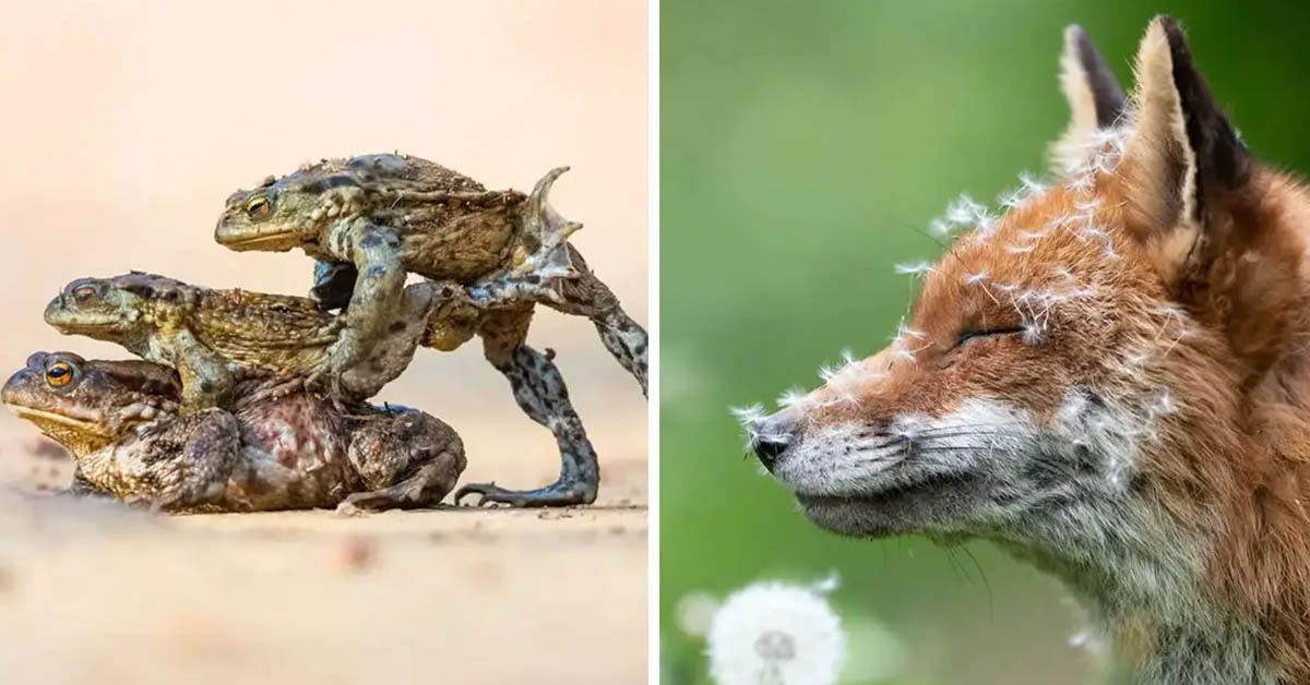 You are currently viewing 25 Pictures from the 2023 British Wildlife Photography Awards That Will Make You Gasp