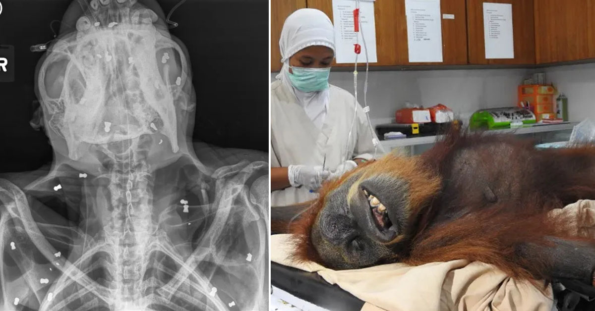 Read more about the article A baby orangutan and its blind mother were found with 74 air rifle pallets in the mother’s body.