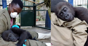 Read more about the article After being saved, an orphaned ape wants to be cuddled by his caretaker.