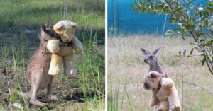 Read more about the article A baby kangaroo who was left alone hugs and plays with his teddy bear.