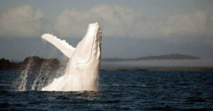 Read more about the article Migaloo, the rare white whale everyone loves, has been seen for the first time! (Video)