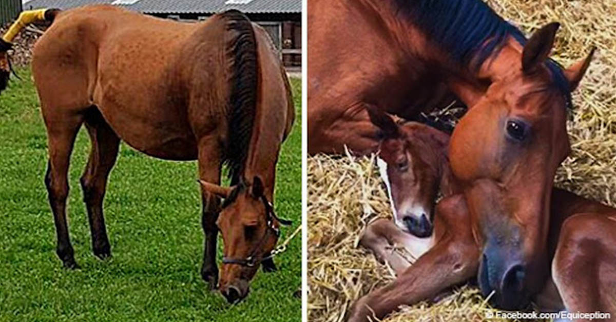 You are currently viewing After losing her baby, a horse “adopts” an orphaned foal, which warms the hearts of 26 million people.