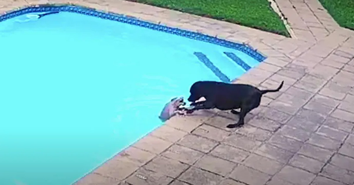 You are currently viewing Dog Won’t Give Up Until She Saves Her Brother From The Swimming Pool.