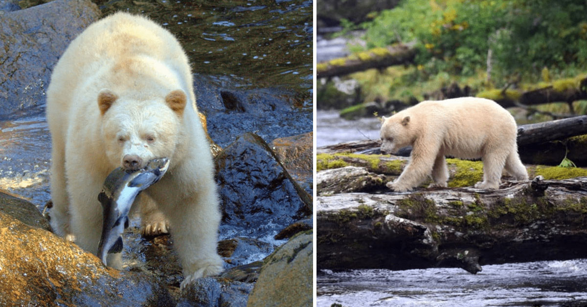 You are currently viewing A Photographer’s Search for British Columbia’s Spirit Bear: A Rare Encounter