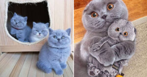 Read more about the article The Grumpy British Shorthair is the cat that will make you feel better about yourself.