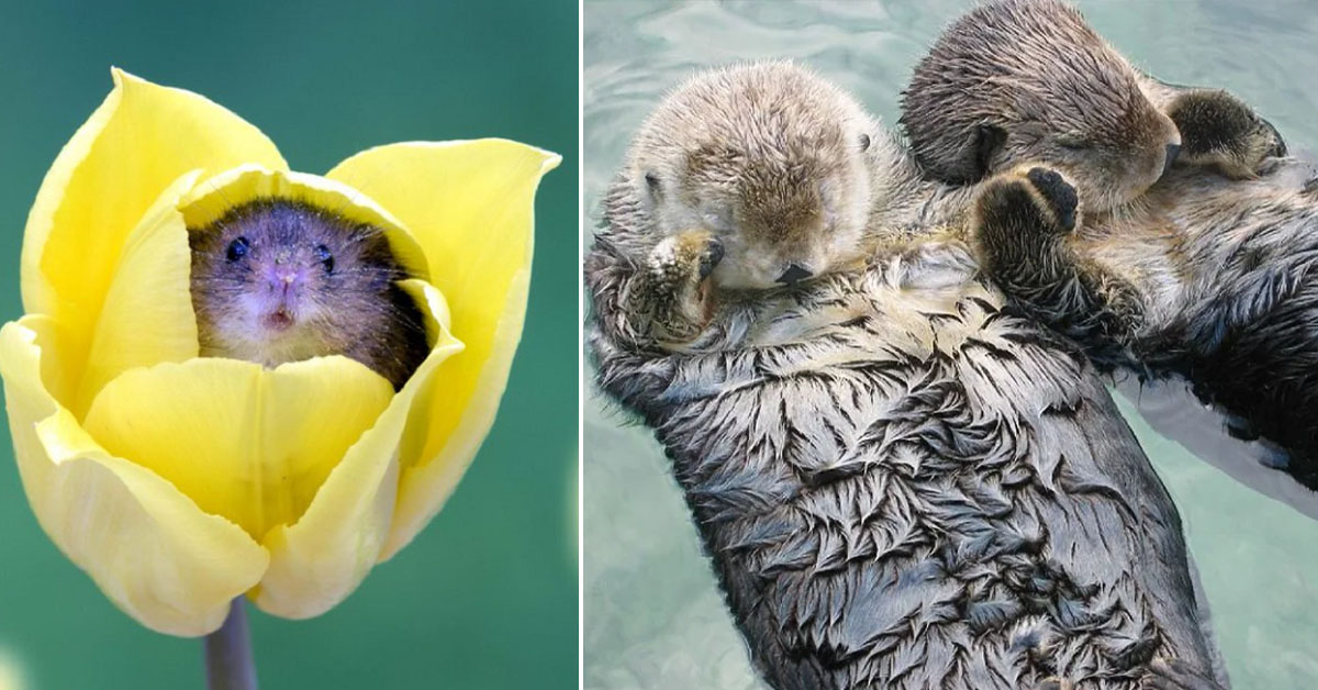 You are currently viewing 20 Cute Animal Facts That Are Sure to Make Your Day
