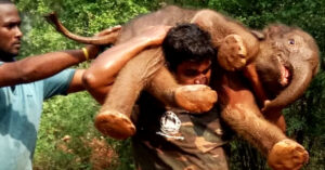 Read more about the article A man takes a 100-kilogram baby elephant on his shoulder and sets it free in the wild.