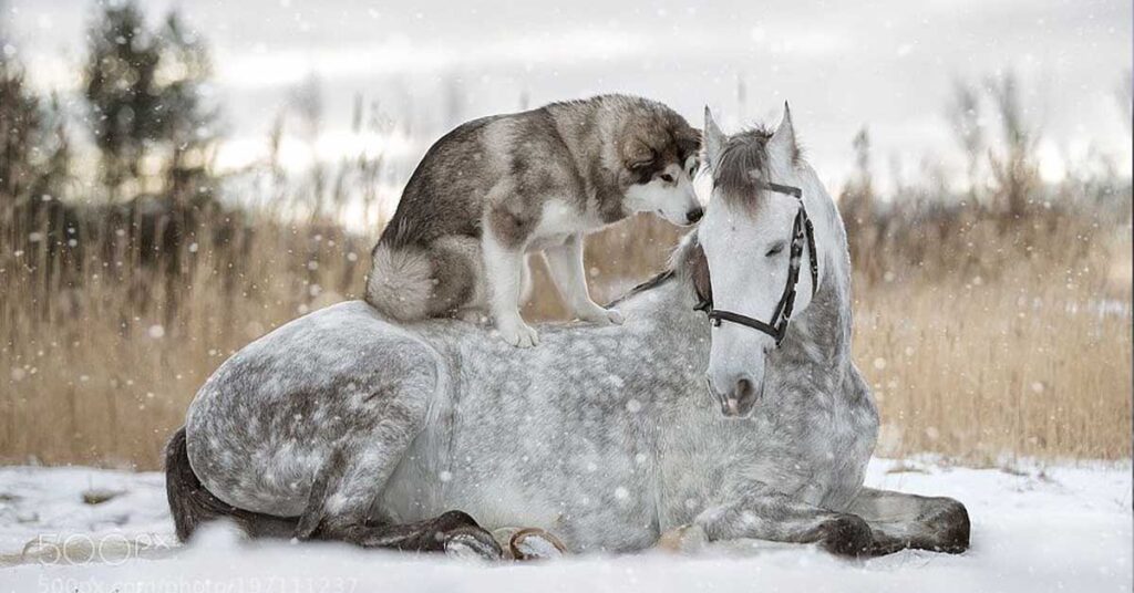 A Beautiful Grey Horse And An Alaskan Malamute From Unbreakable Bond Participate In A Snowy Photo Shoot.