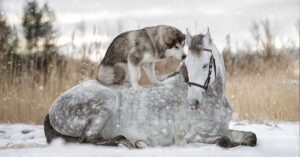 Read more about the article A Beautiful Grey Horse And An Alaskan Malamute From Unbreakable Bond Participate In A Snowy Photo Shoot.