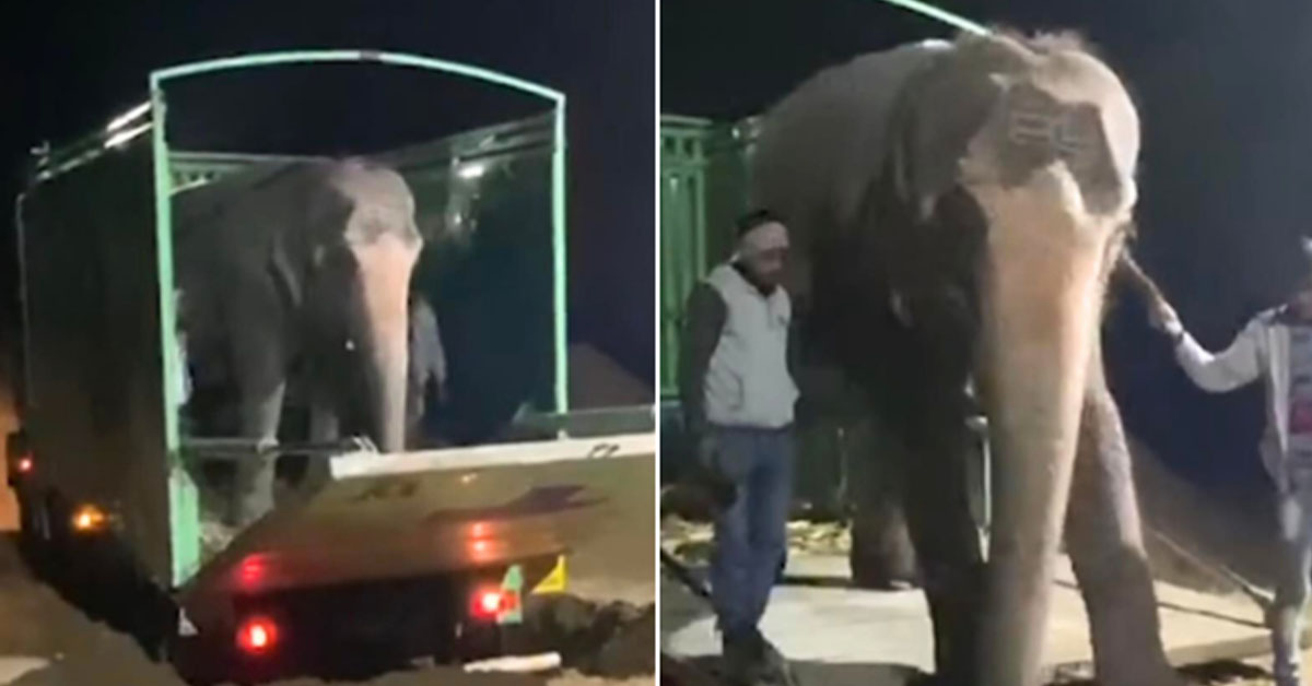 Read more about the article Blind Elephant finally got to be free after being mistreated for 46 years.