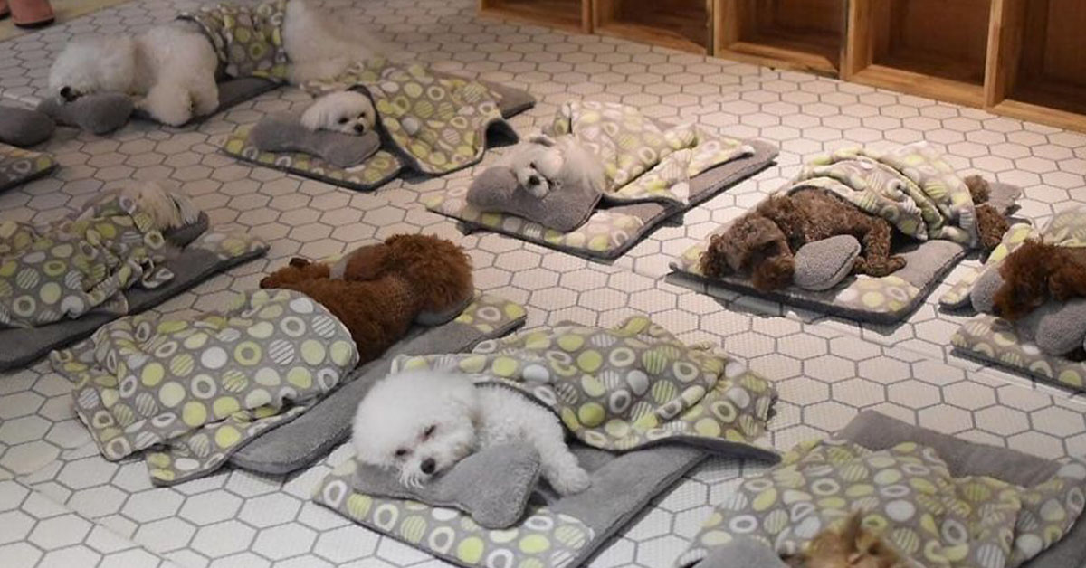 Read more about the article Pictures of sleeping puppies at a doggie daycare