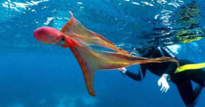 Read more about the article Divers in Australia’s Great Barrier Reef saw a very rare Blanket Octopus.