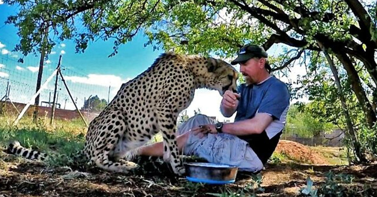 Read more about the article The story of how Dolph and Gabriel, the wild cheetah, became friends is very sweet.