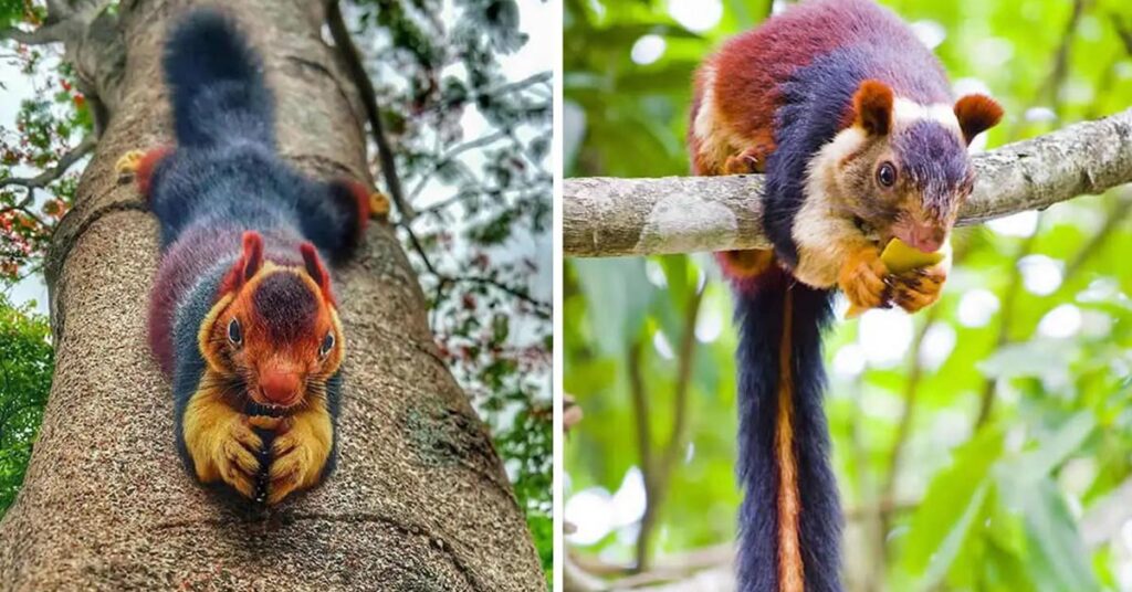 Nearly too beautiful to be real: The Indian Giant Squirrel (5 photos)