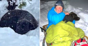 Read more about the article Volunteers dig through a metre of snow to find a dog that has been lost for four months.