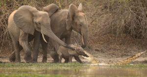 Read more about the article Who will prevail in this incredible conflict between a young elephant and a crocodile?