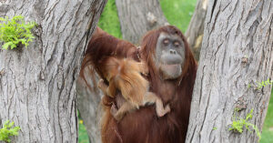Read more about the article It broke my heart! After his wife dies, a father orangutan raises his daughter by himself.