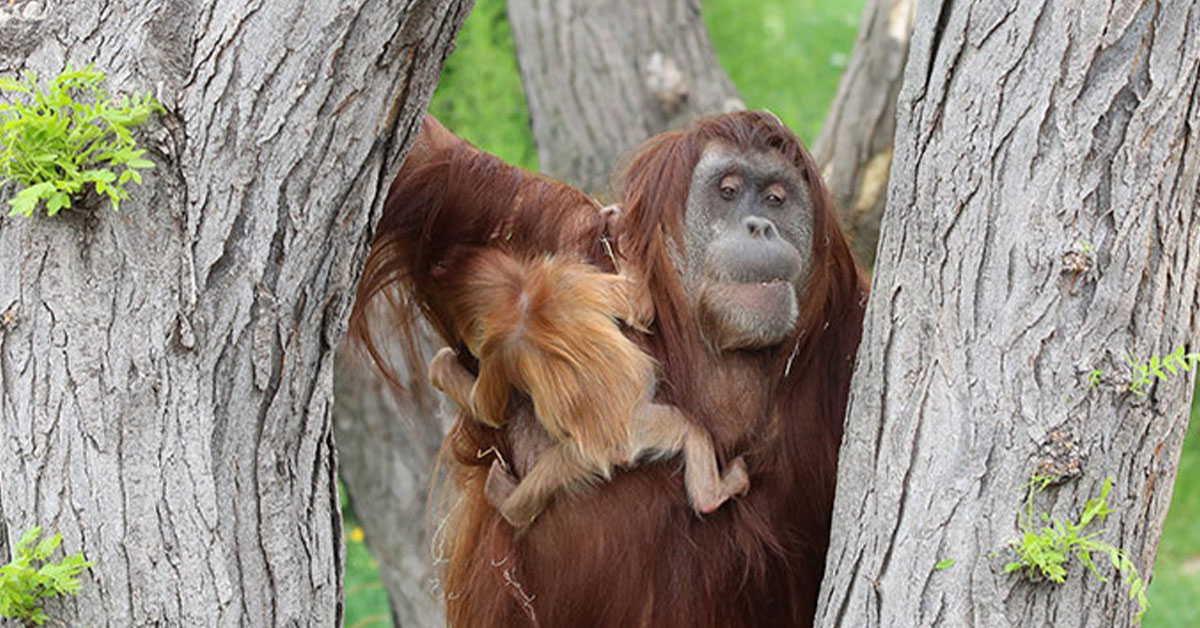 You are currently viewing It broke my heart! After his wife dies, a father orangutan raises his daughter by himself.
