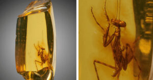 Read more about the article Unlocking the Mystery of a Praying Mantis Caught in Amber That Is 30 Million Years Old