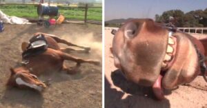 Read more about the article When people try to ride him, the horse acts like he’s dead.