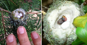 Read more about the article If you want to protect hummingbird eggs as small as a Thimble, be careful when you prune trees.