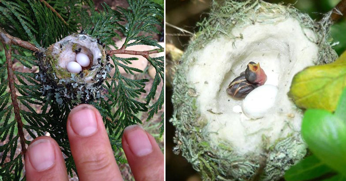 You are currently viewing If you want to protect hummingbird eggs as small as a Thimble, be careful when you prune trees.