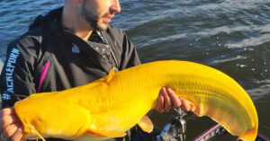 Read more about the article A rare catch of a yellow catfish by a fisherman shows how beautiful nature can be.