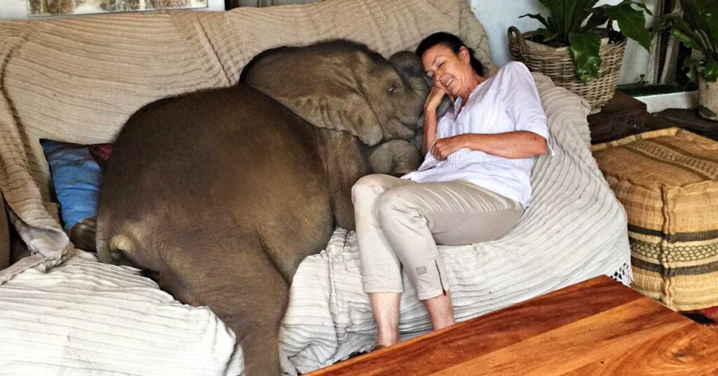 The baby elephant follows her everywhere the rescuer goes, even to the couch (video).