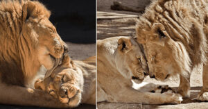 Read more about the article The old lions Hubert and Kalisa, who were always together, sat down together so that neither of them would have to live alone.