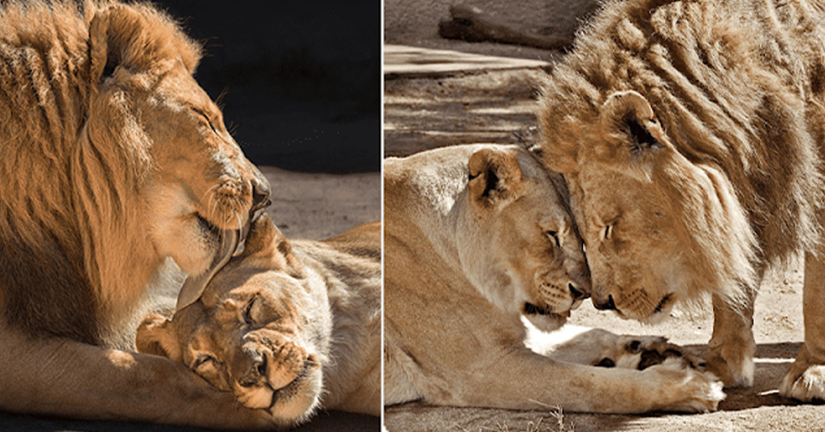 You are currently viewing The old lions Hubert and Kalisa, who were always together, sat down together so that neither of them would have to live alone.