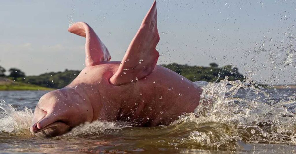 This Pink Amazon Dolphin Is A Beautiful Animal That Dwells In A River (image)