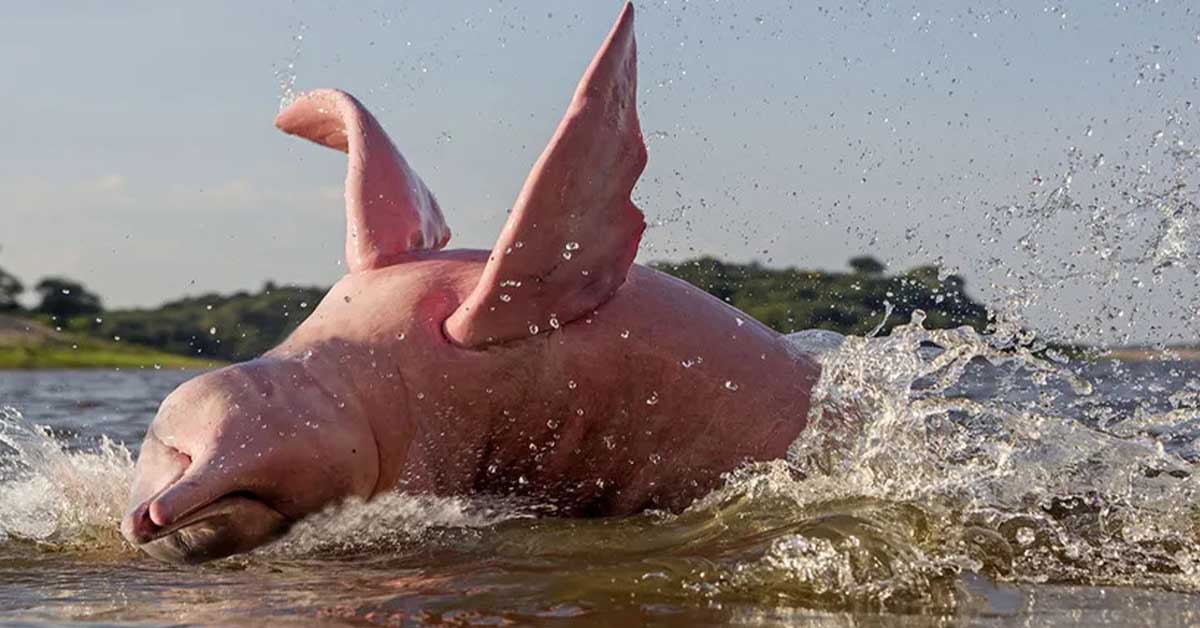 You are currently viewing This Pink Amazon Dolphin Is A Beautiful Animal That Dwells In A River (image)