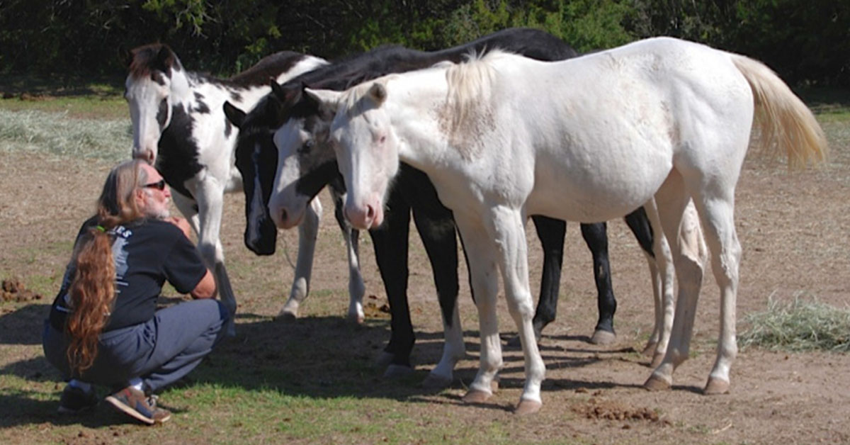 You are currently viewing Willie Nelson, A Country Singer, Rescued 70 Horses From A Slaughterhouse!