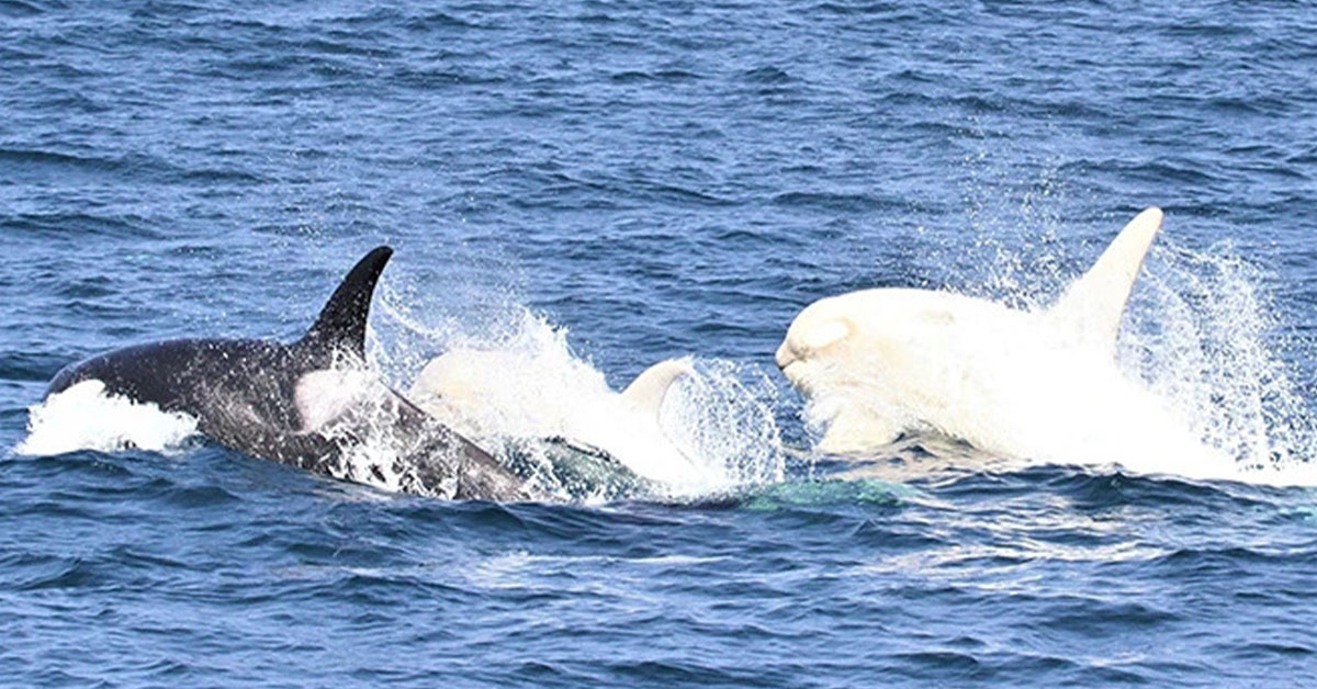 Read more about the article Off the coast of Japan, two very rare white orcas were seen together.