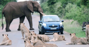 Read more about the article AWESOME WILDLIFE BATTLE: A CAR Got Stuck Between Lions and Elephants