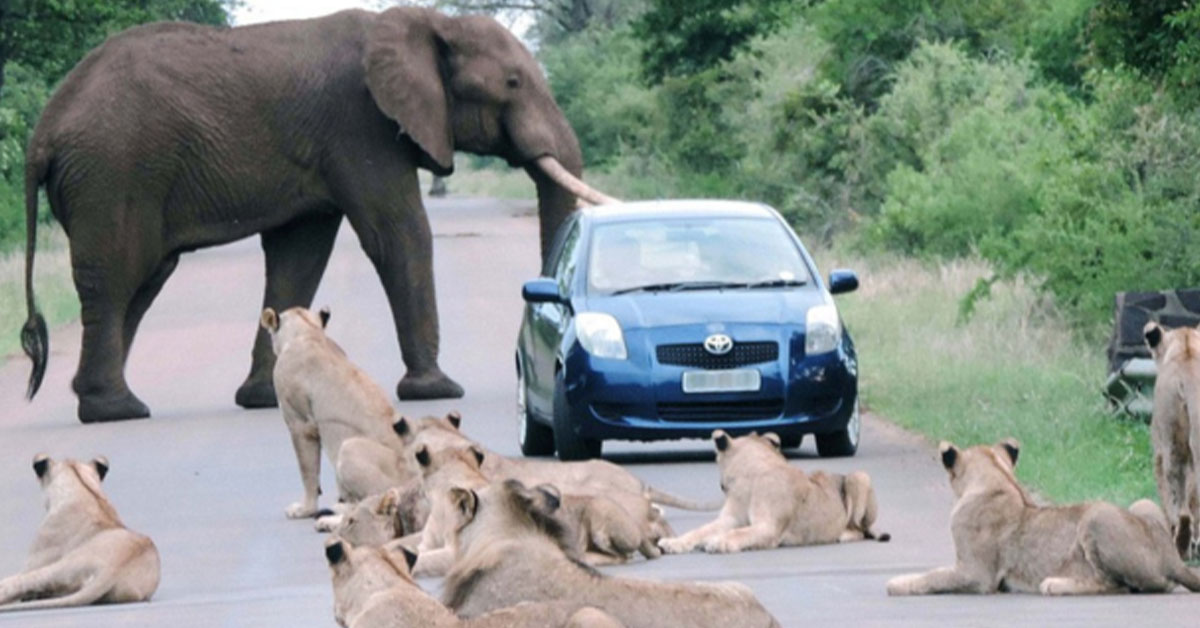 You are currently viewing AWESOME WILDLIFE BATTLE: A CAR Got Stuck Between Lions and Elephants