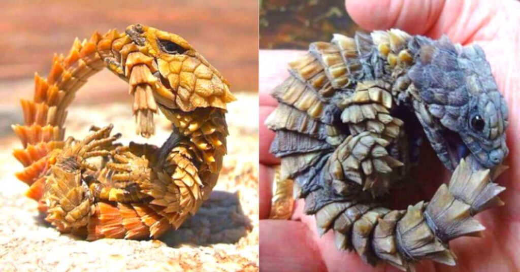 Discover the incredible armadillo lizard that resembles a tiny dragon!