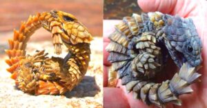 Read more about the article Discover the incredible armadillo lizard that resembles a tiny dragon!