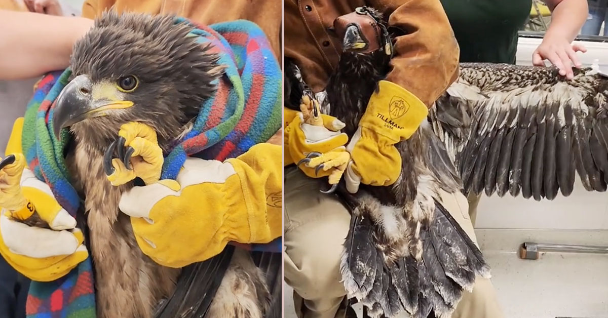 You are currently viewing Bald Eagle siblings get a second chance after falling out of their nest and almost dying.