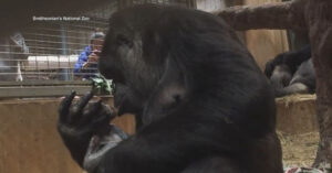 Read more about the article Mama gorilla was caught while she was holding and kissing her baby.