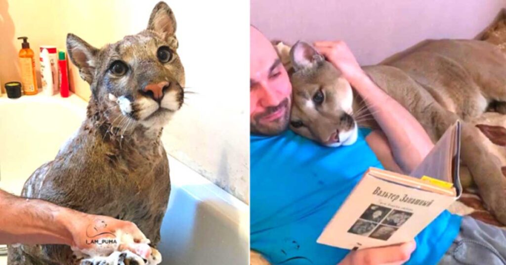 The puma that was saved lives as a house cat because it can’t go back into the wild.