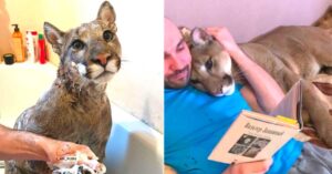 Read more about the article The puma that was saved lives as a house cat because it can’t go back into the wild.