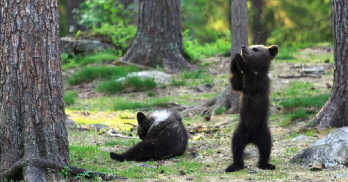You are currently viewing Bear cubs being kids and having fun were caught on camera!