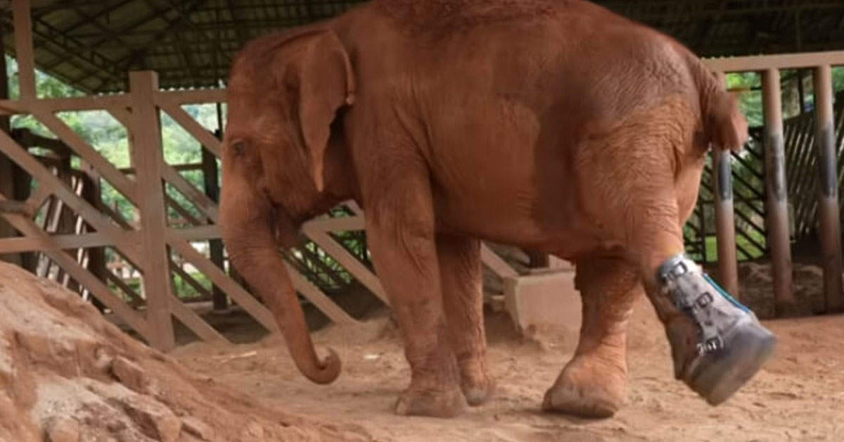 You are currently viewing After being mistreated for years, a disabled elephant walks for the first time with a prosthetic leg!