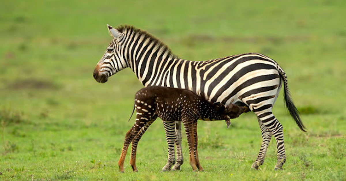 You are currently viewing The baby zebra has dots instead of stripes for the first time ever.