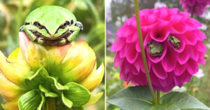 Read more about the article Let’s take a look at the beautiful Hotel of Frogs in Flower Farm!
