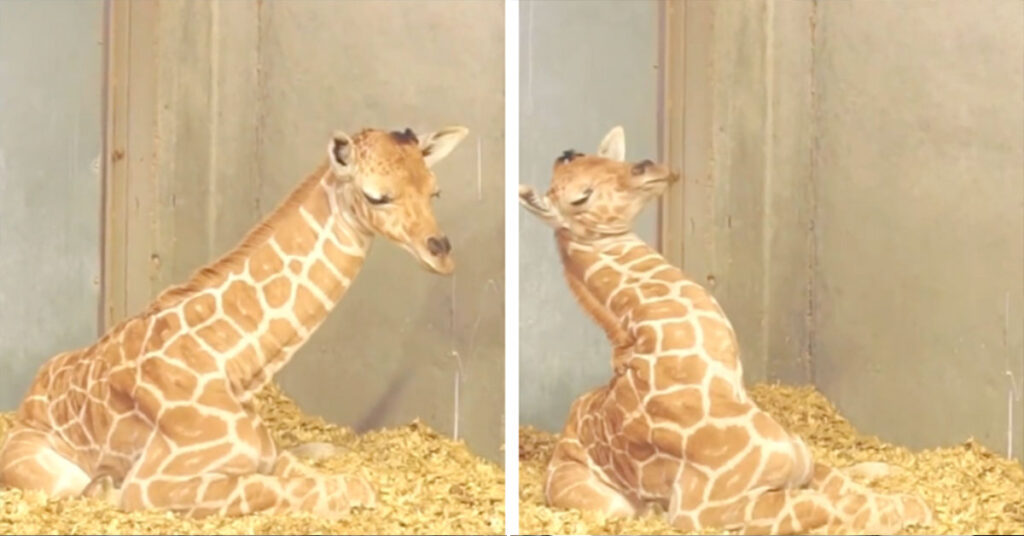 This baby giraffe still doesn’t know how to use his neck… And it’s so adorable!