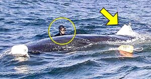 Read more about the article Diver saves humpback whale’s life, but millions are most intrigued by how whale thanks him (video)