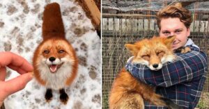 Read more about the article He became best friends with a wild fox after he saved it from a fur farm.