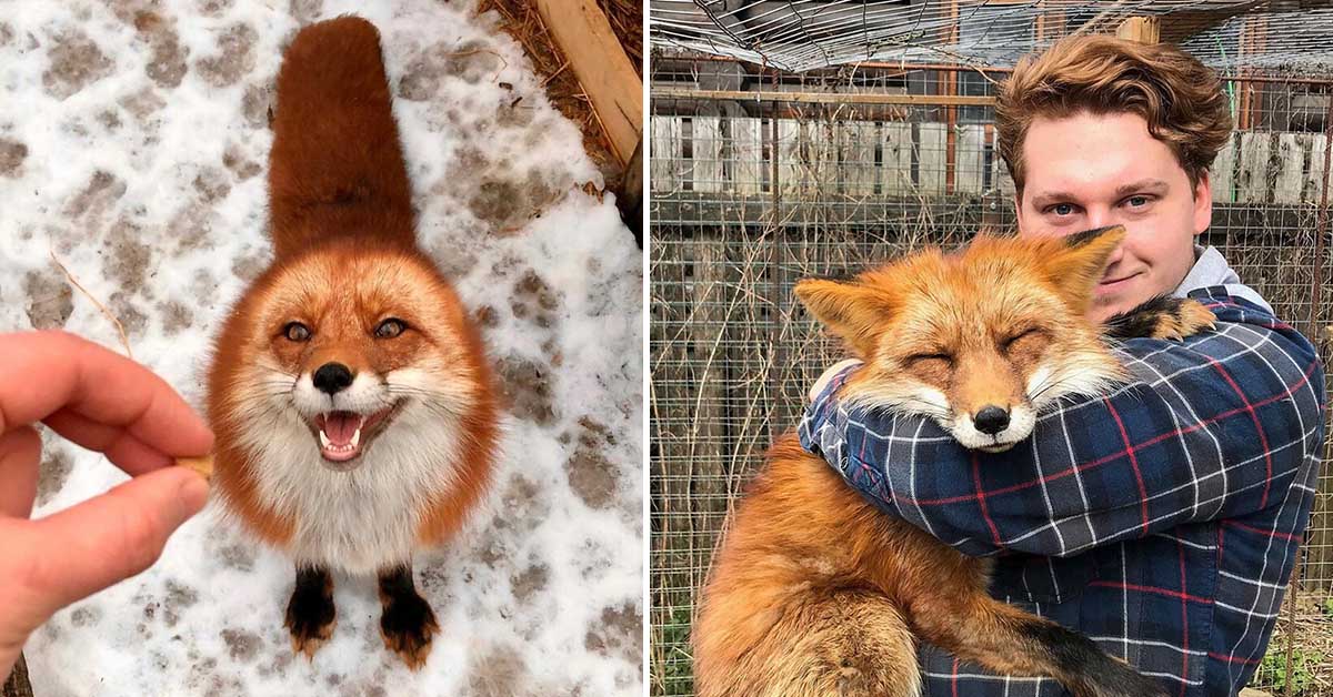 You are currently viewing He became best friends with a wild fox after he saved it from a fur farm.